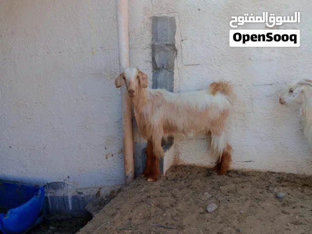 التواصل مع صاحب الحلال في الوصف