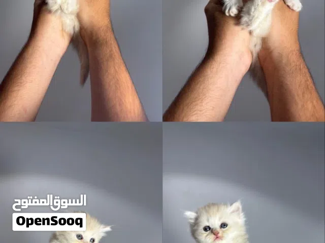 للبيع كتن برتش لونق هير