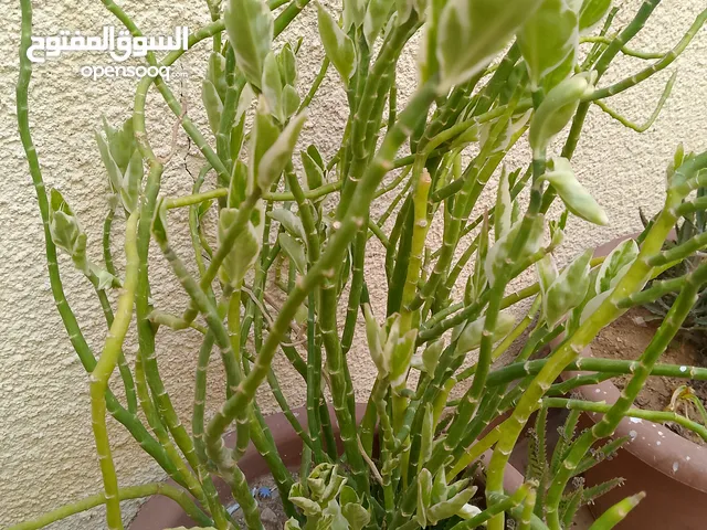 نباتات الزينه بحجم متوسط بصحة جيدة جدا وتربه ممتاز جدا وجميله في الممرات لا تحتاج كثير من وتصحمل ا