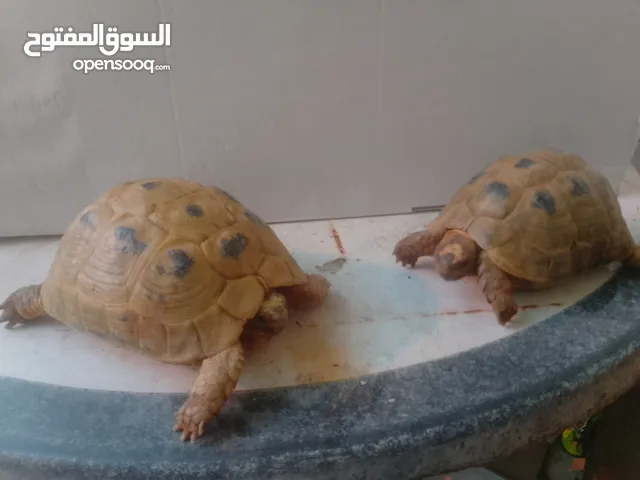 الوصف/سلاحف ذكر وأنثى الانثى حامل السعر الوحده 8 دنانير اردني
