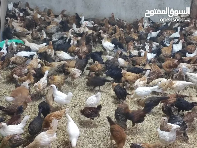 دجاج عماني اقر الوصف