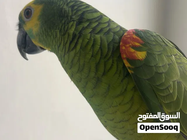 للبيع امازون بلوفرنتد ( البغبغاء الاخضر ) فل ربوه لعوب واجتماعي ومافيه خوف أبدا الحجم سوبر جامبو ...