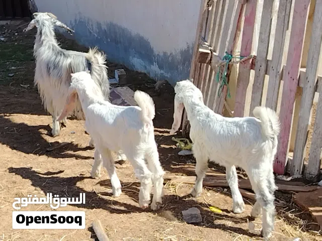 عنز تومية تحتها زوز جديان ذكور راويات ربي يبارك سنها اول جمع الفر موضح بصور المكان صبراتة يوجد توصي