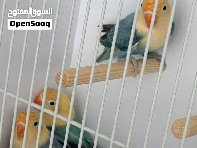 فيشر باربلو للبيع