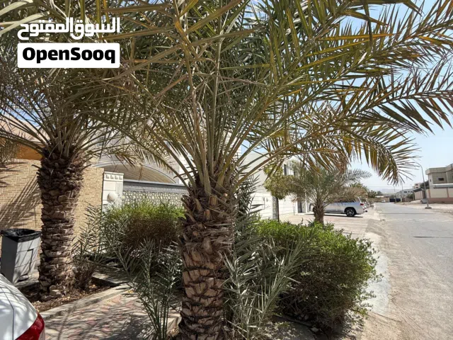 نخيل خلاص العدد 2