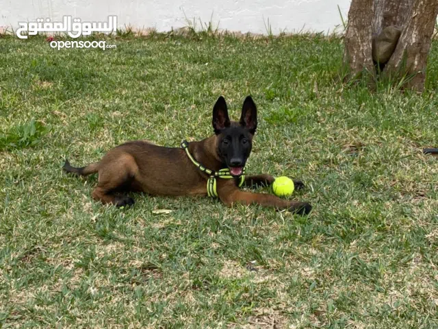 كلاب مالينوا شاربون