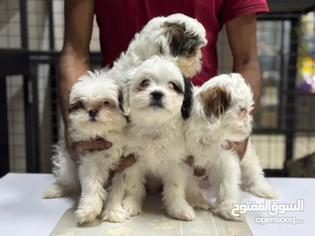 جراوي شيتزو سلاله بيور / Shih Tzu puppies, 45 days old.