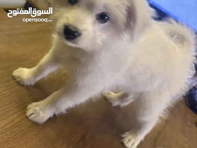 جرو انثى صغيرة عمر شهر ونص اللون ابيض صافي