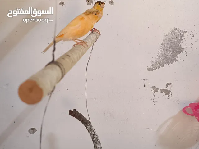 طيره بكريه جاهز للبيع او البدل