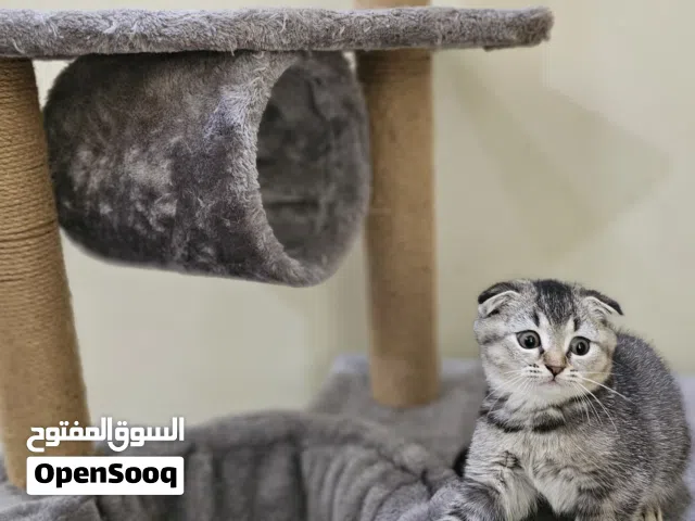 Scottish fold
