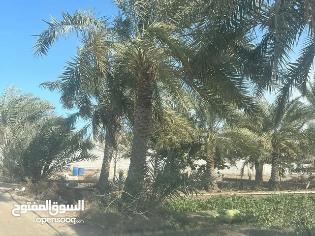 اراضي للتأجير صالحه لي إستراحات مستودعات و إلخ
