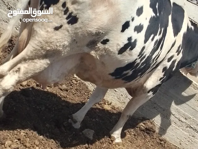 بقره اضحيه فل لحم