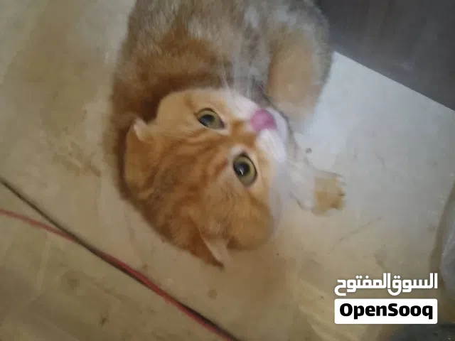قط سكوتش فولد للبيع عمرو 8 شهور مطعم ما معو اوراق