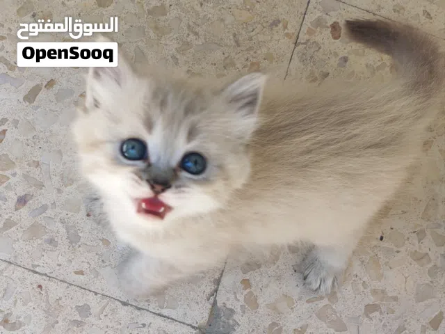 قطط مكس راغدول / سيامي فاخرة