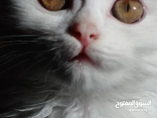 صلي ع النبي بسة للتبني