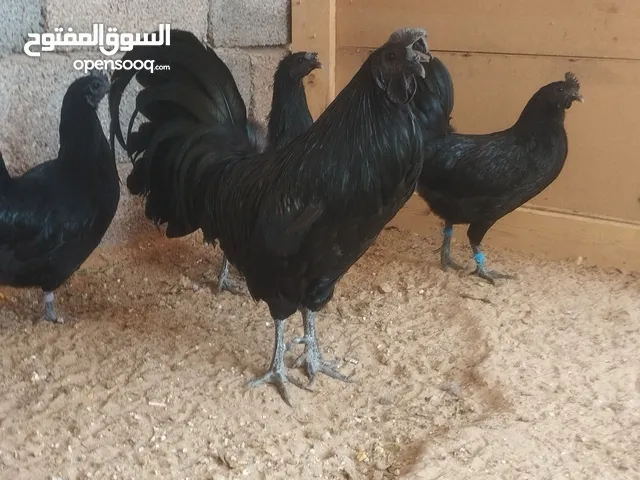 فروج وخمسة دجاجات لمبرقيني اندونيسي أسود لماع منتجات