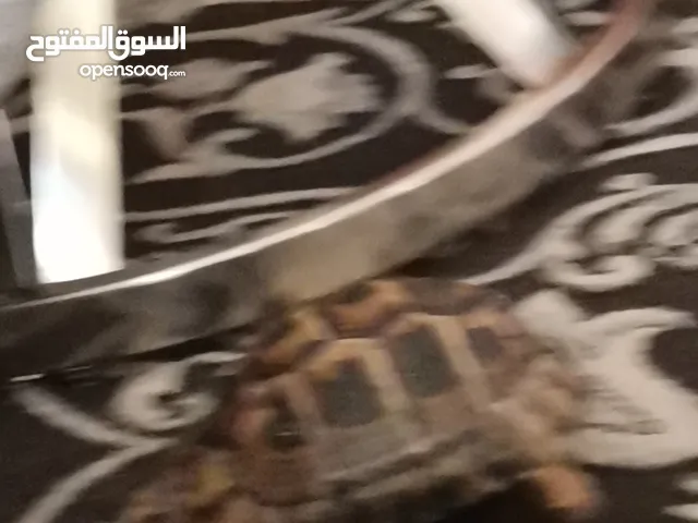 سلحفه جميله بريه