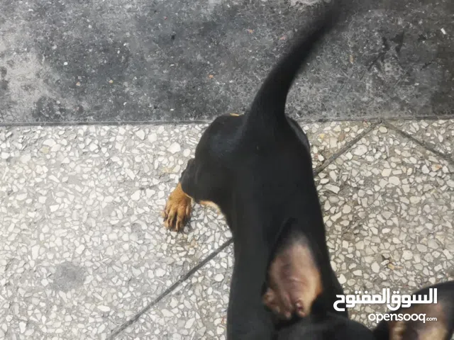 ذكر وانثى بينشر للبيع