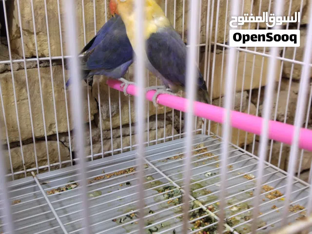زوج غندورة باربلو