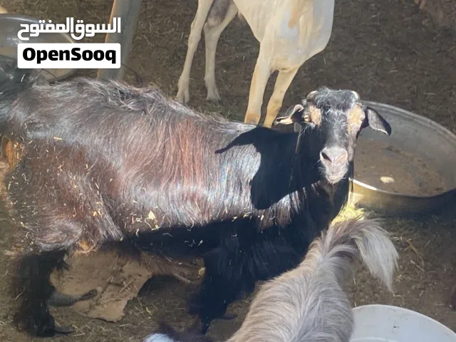 عنز للبيع سمين عمانيه