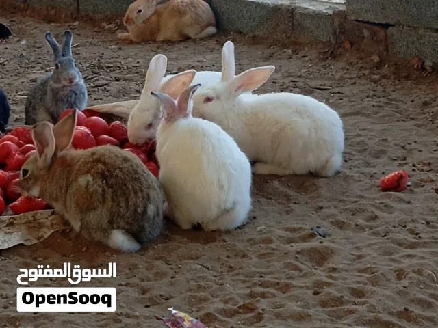 ارانب جميله ذكور