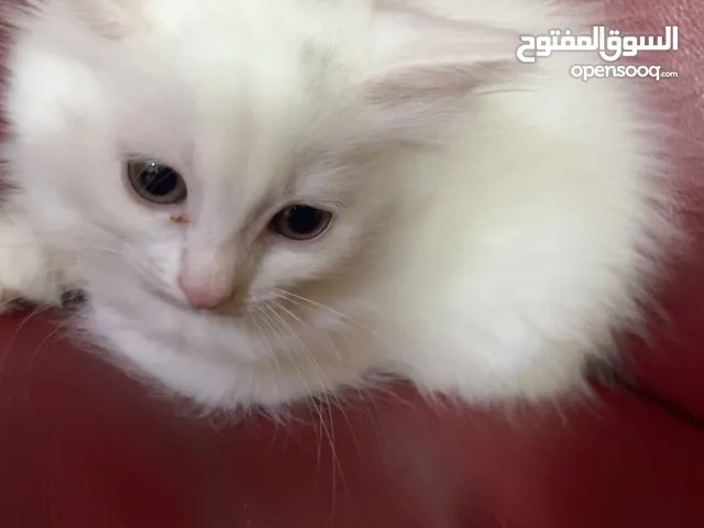 برتش مكس شيرازي