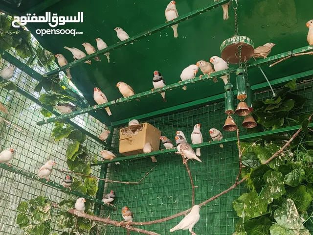 عصافير زيبرا
