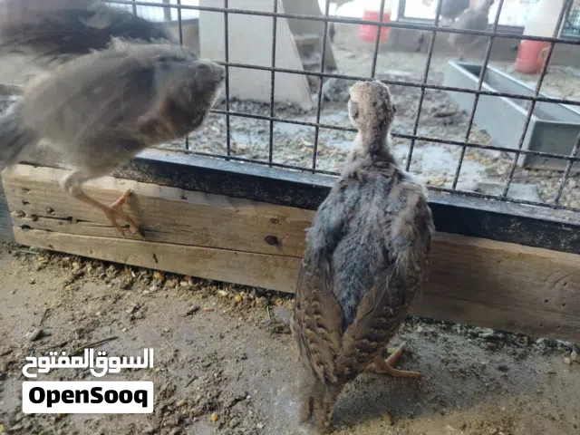 صيصان شنار أو الحجل للبيع