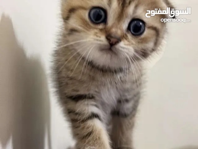 ذكر سكوتش فولد ، العمر شهرين نمر مصغر