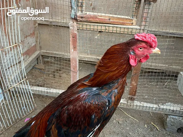 مطلوب طير باكستاني الي معه يجاا الخاص