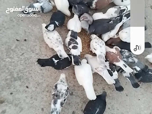 حمام للبيع للبيع