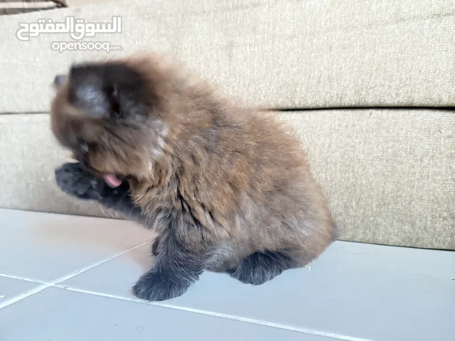 Mix breed Himalayan + Persian