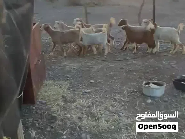 أغنام للبيع
