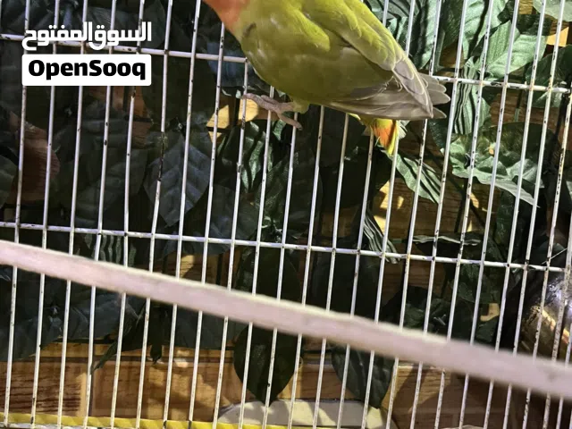 فحل روز للبيع