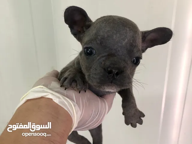 فرنش بولدوج