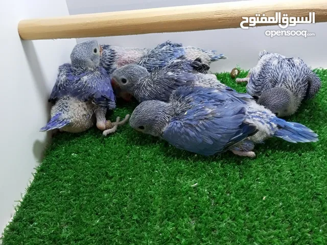فراخ زق دره فايلت