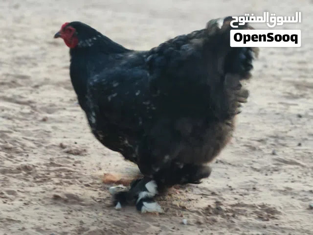 للبيع ولا تبديل بكوبية كناري