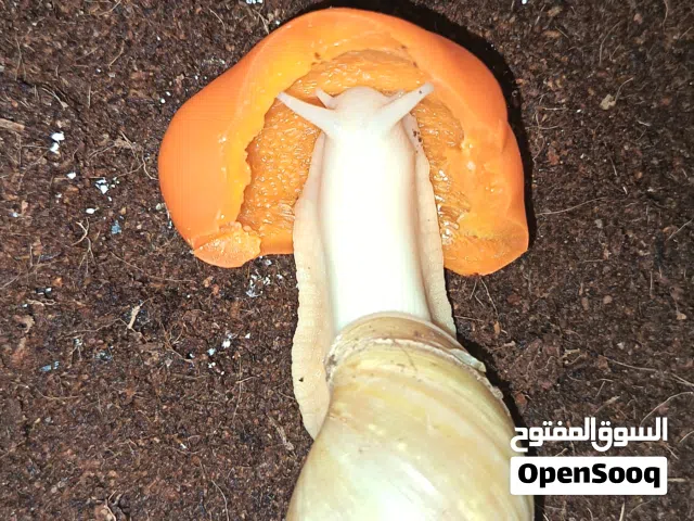 الحلزون الافريقي العملاق طفرة البينو كراميل للبيع لأعلى سعر