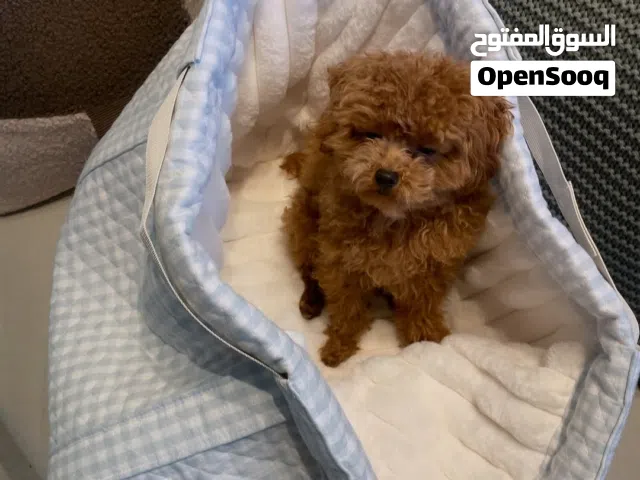 Poodle Puppy