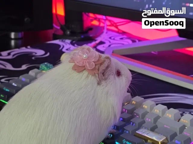 guinea pig