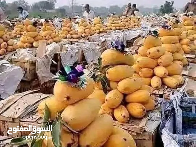 Pakistani fresh mangoes sindri coming soon inshallah