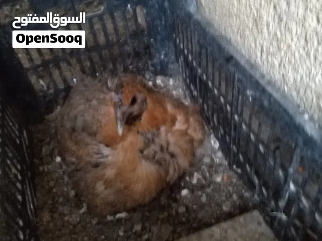 دجاجة كافة للبيع