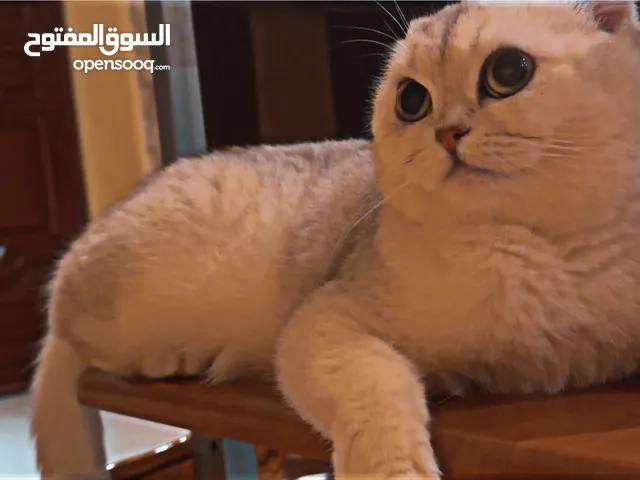 للبيع قطه سكوتش فولد بيور 2500 فقط