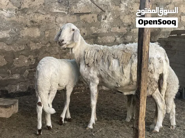 نعجة تومية هجين  بسم الله مشالله