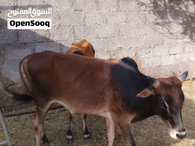 عجلين عمانيات للبيع شوف الوصف مهم