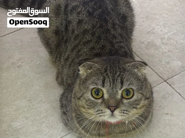قطط سكرتش وشيرازي للبيع