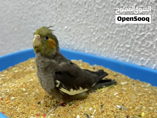 كوكتيل فرخ غر