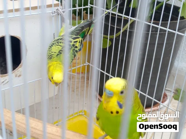 موجود جوز حب للبدل