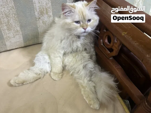 رايد مثل هاي البزونة ذكر الي عندة مثلها بل ضبط يراسلني اشتريها