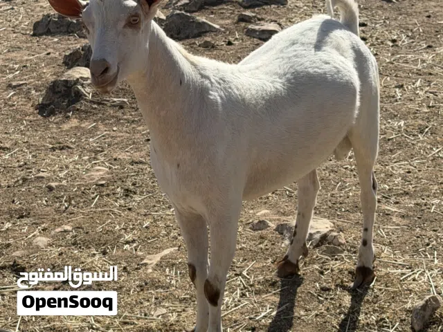 تيس محلي صلالي